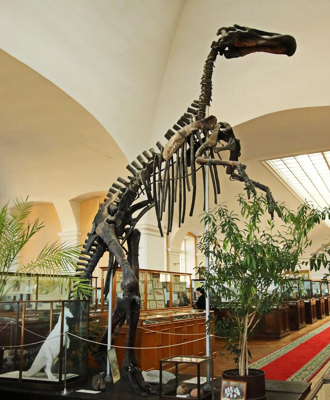 中国，遍地都是“龙” 恐龙种类跃居世界首位